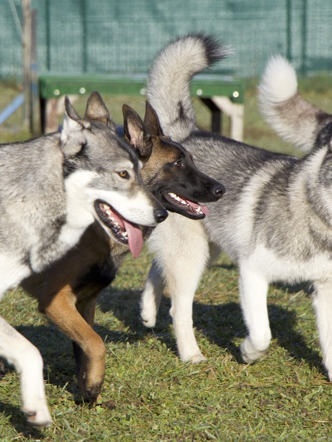parc de loisirs canin aux chiens perches 51