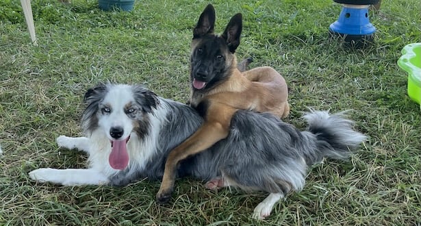contacez nous aux chiens perches 51