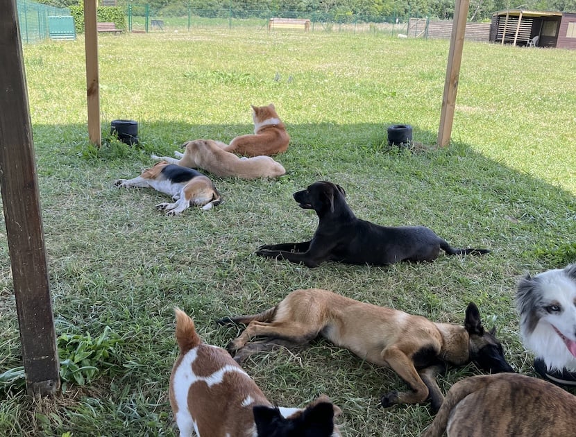 garderie canine de jour dans la marne aux chiens perches 51