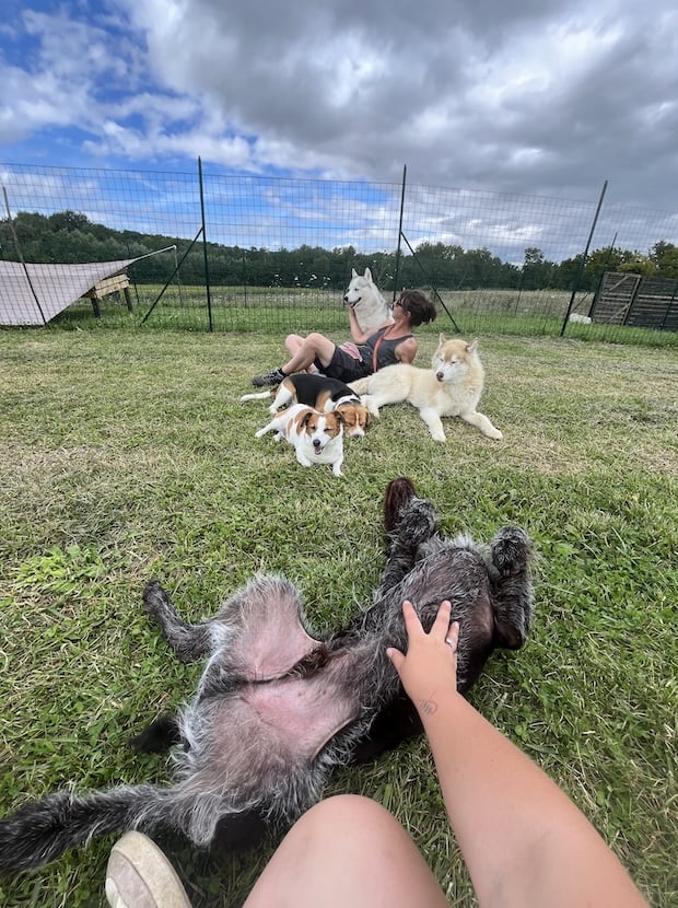 les bienfaits du parc pour votre chien aux chiens perches 51